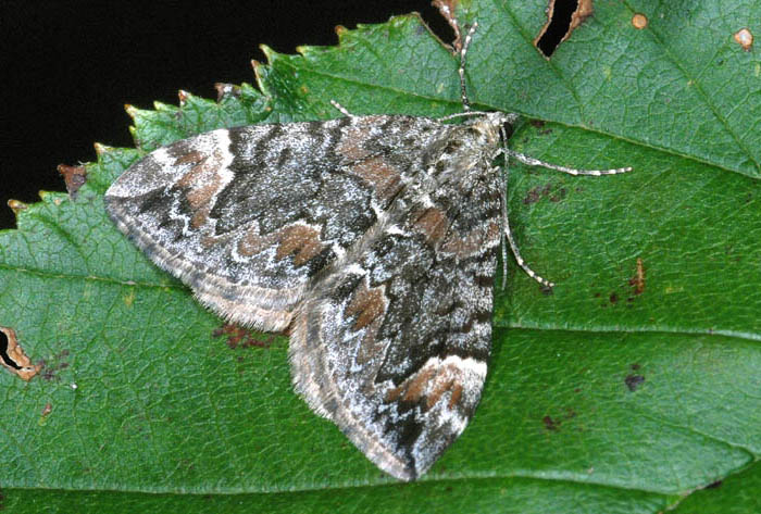 Dysstroma citrata cf.